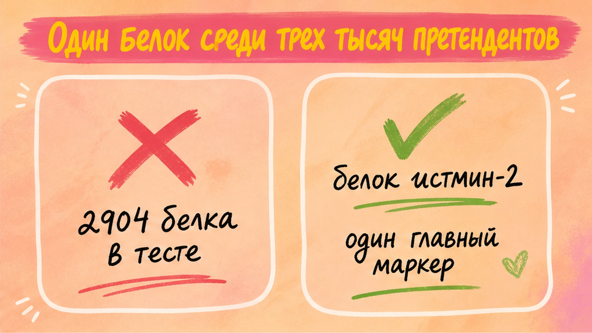 Схема: один белок истмин-2 среди почти трёх тысяч кандидатов