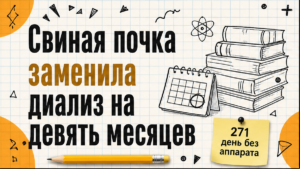 Свиная почка держала пациента без диализа девять месяцев